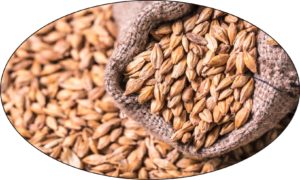 Barley increased in Delhi