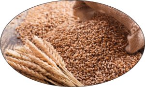 Wheat increased in Delhi
