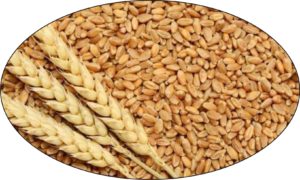 Wheat declined in Punjab