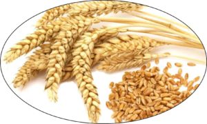 BANGLADESH TO TURN TO UKRAINE FOR WHEAT AS RUSSIA PLANS TO RAISE EXPORT TAX